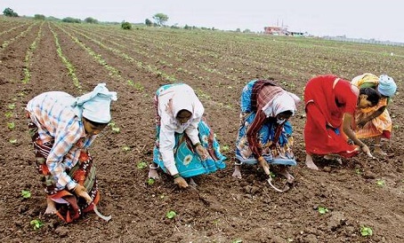 Government also has hope from cotton, encouraging farmers to cultivate cotton