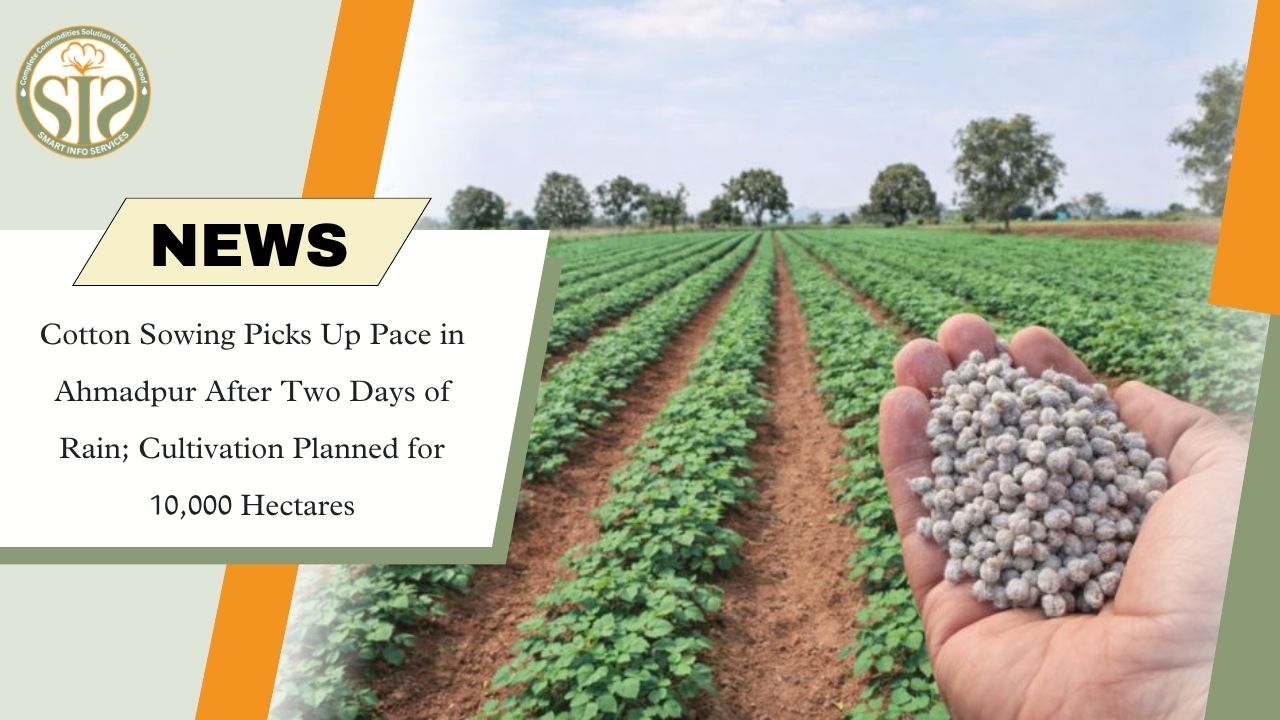 Rain Boosts Cotton Sowing in Ahmadpur