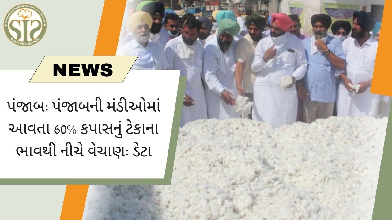 પંજાબના બજારોમાં 60% કપાસ ટેકાના ભાવથી નીચે વેચાયો હતો.