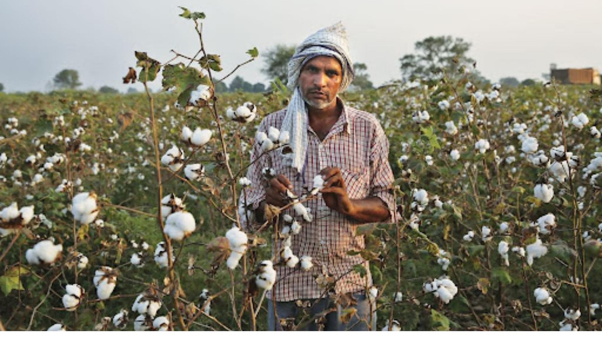 Cotton farmers hit hard in Andhra Pradesh as CCI yet to enter market, ensure MSP