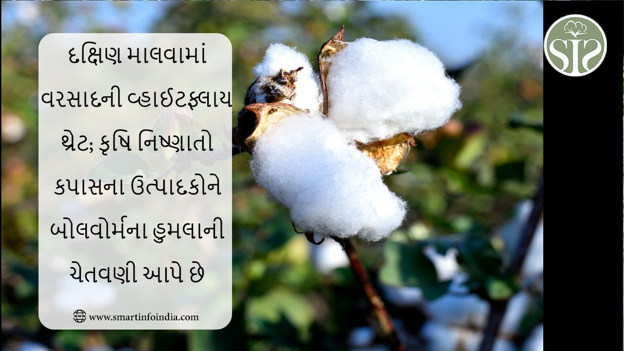 દક્ષિણ માલવામાં વરસાદે સફેદ માખીનો ખતરો દૂર કર્યો; કૃષિ નિષ્ણાતો કપાસના ઉત્પાદકોને બોલવોર્મના હુમલા અંગે ચેતવણી આપે છે