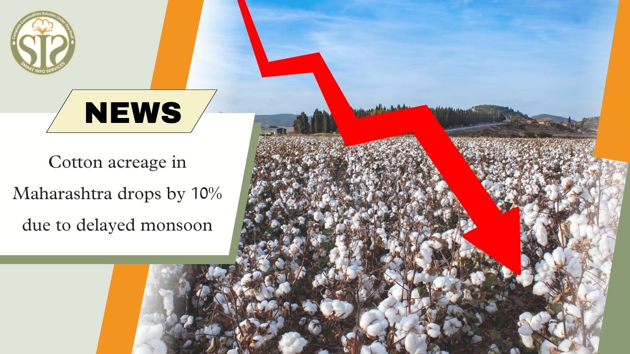 Cotton Acreage in Maharashtra Drops 10% Due to Delayed Monsoon