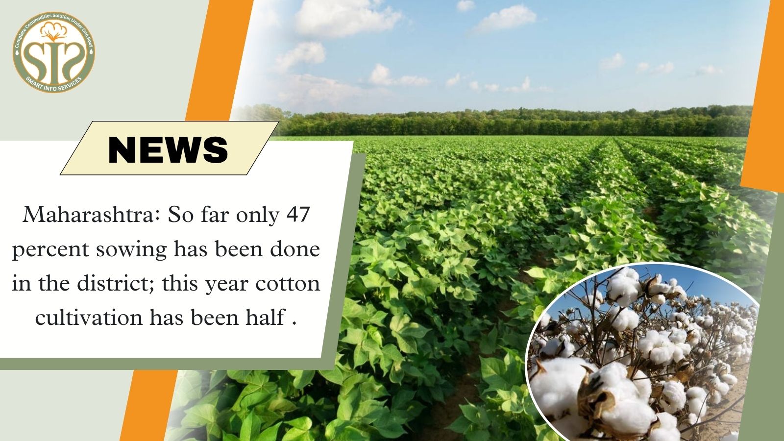 Maharashtra Cotton Sowing Hits 47% Mark