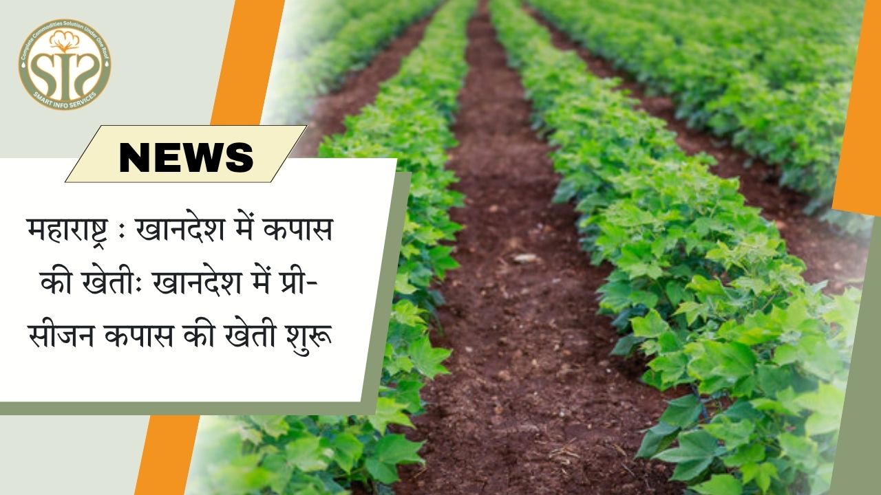 खानदेश में प्री-सीजन कपास की खेती शुरू