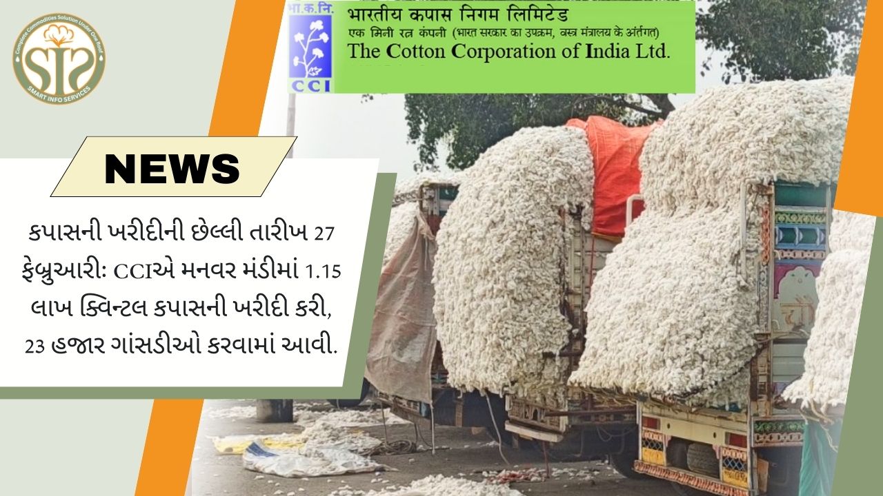 CCIએ મનવર મંડીમાં 1.15 લાખ ક્વિન્ટલ કપાસની ખરીદી કરી, છેલ્લી તારીખ 27 ફેબ્રુઆરી છે