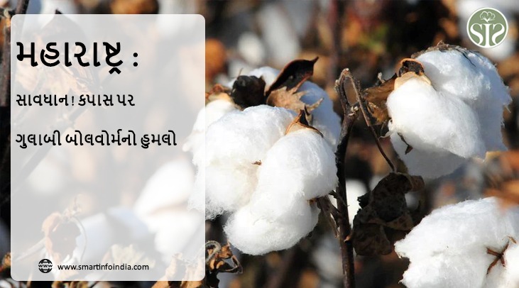 મહારાષ્ટ્રઃ સાવધાન..! કપાસ પર ગુલાબી બોલવોર્મનો હુમલો