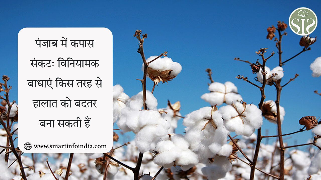 पंजाब में कपास संकट: विनियामक बाधाएं किस तरह से हालात को बदतर बना सकती हैं