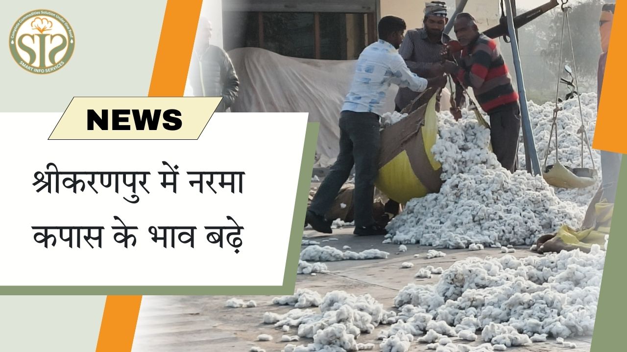 श्रीकरणपुर में नरमा कपास के भाव बढ़े