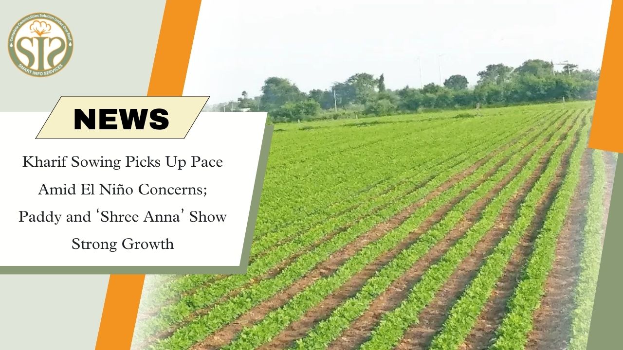 Kharif Sowing Gains Pace; Cotton Area Declines