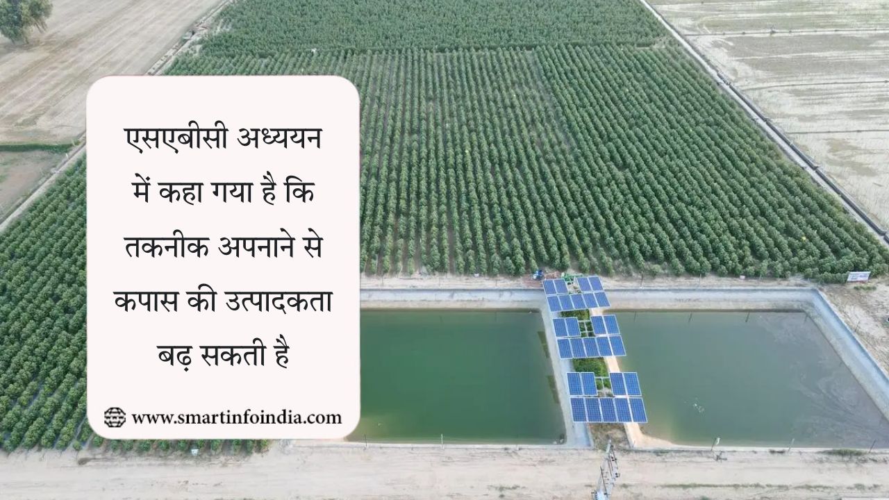 एसएबीसी अध्ययन में कहा गया है कि तकनीक अपनाने से कपास की उत्पादकता बढ़ सकती है