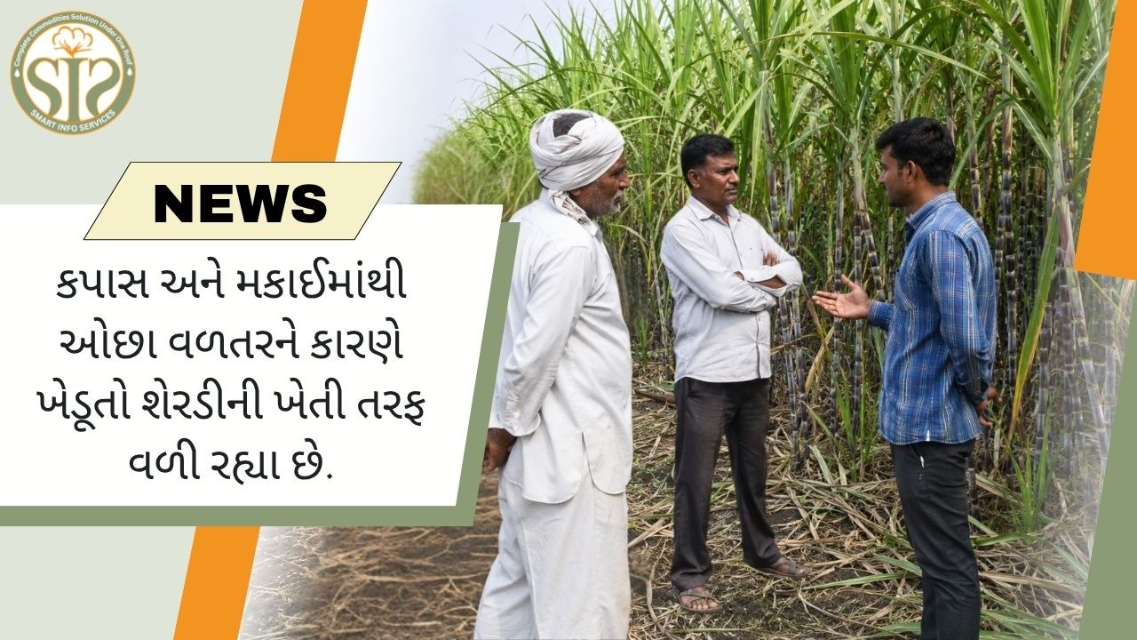 કપાસ અને મકાઈમાંથી ઓછા વળતરને કારણે ખેડૂતો શેરડીની ખેતી તરફ વળી રહ્યા છે.