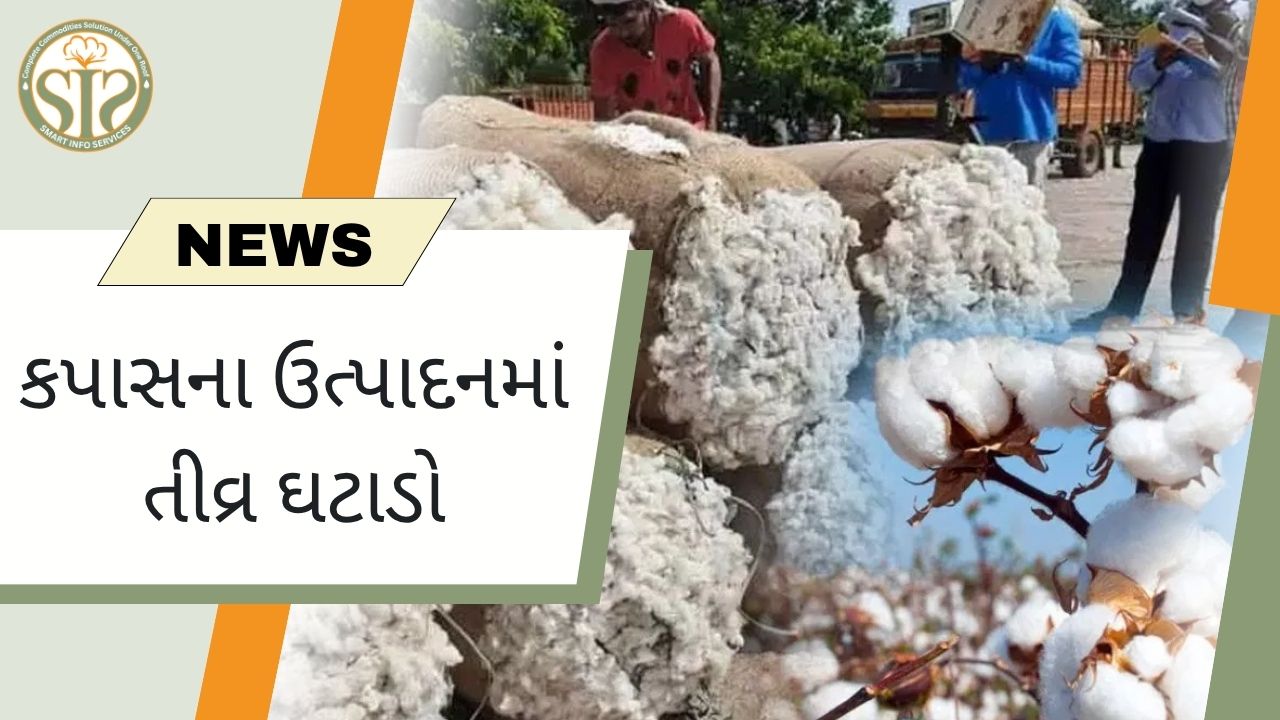 "કપાસના ઉત્પાદનમાં તીવ્ર ઘટાડો: કૃષિ ક્ષેત્ર માટે એક નવો પડકાર"
