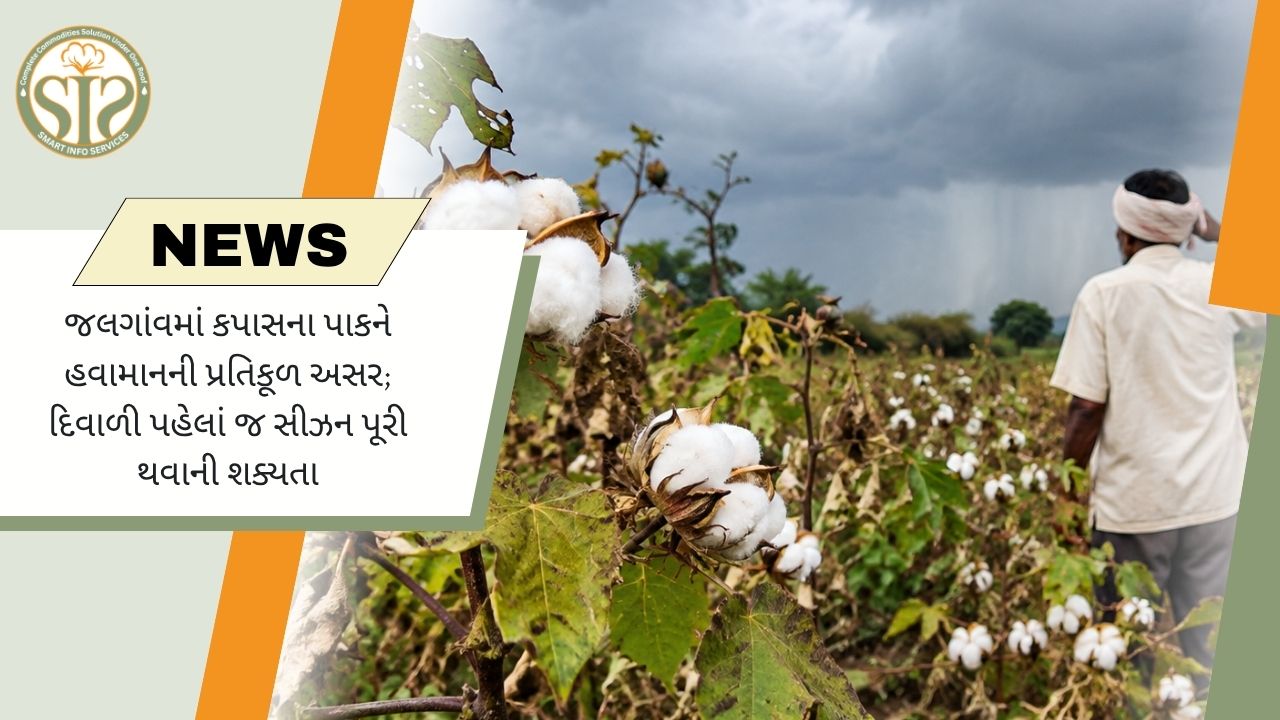 હવામાનથી જલગાંવનો કપાસ પાક અસરગ્રસ્ત
