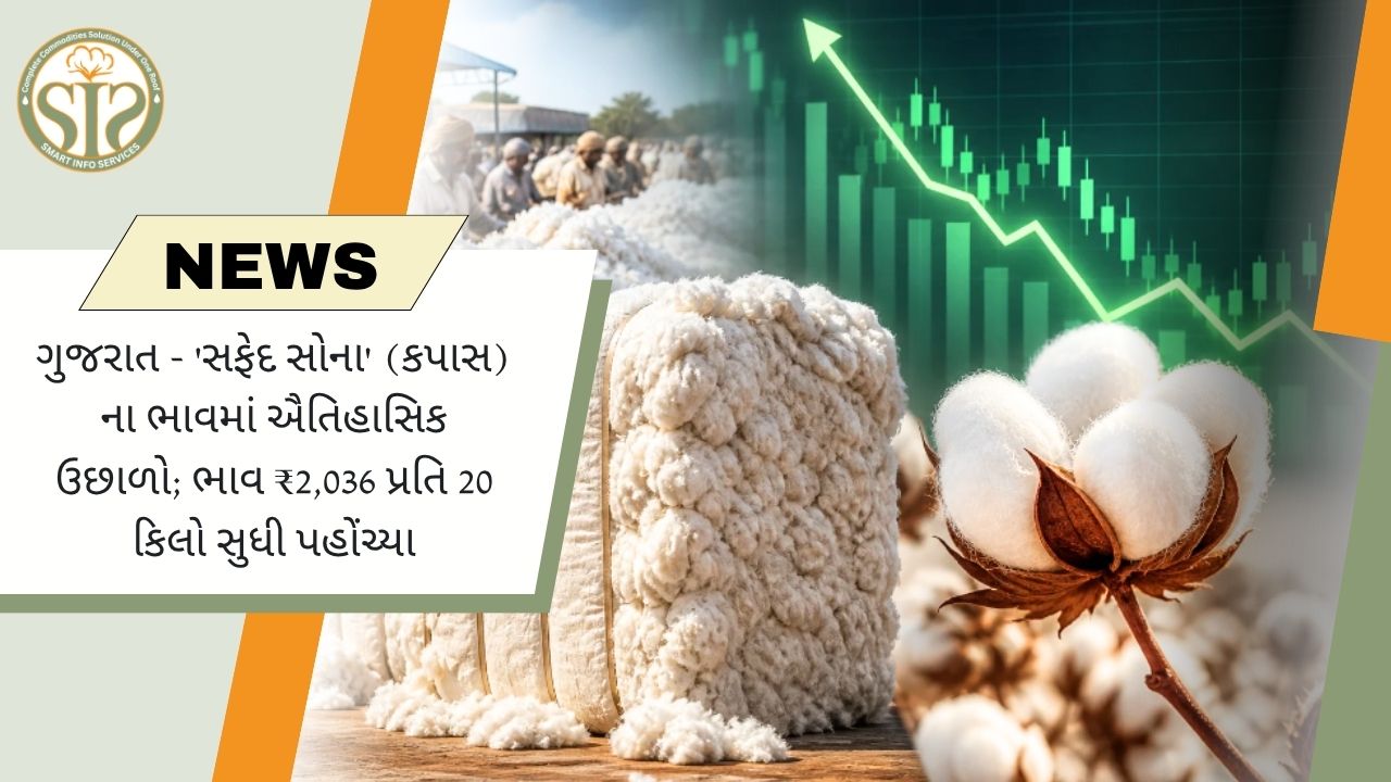 ગુજરાતમાં કપાસનો ભાવ ₹2036 સુધી પહોંચ્યો