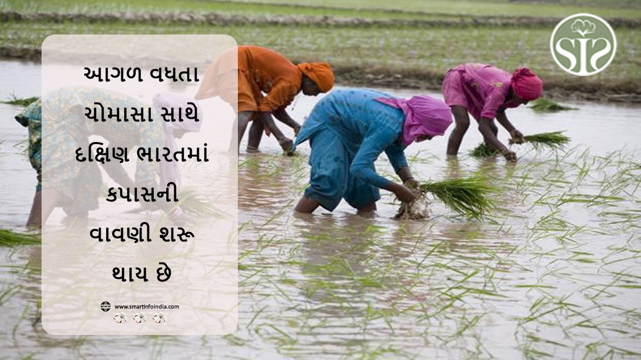 ચોમાસું આગળ વધતાં જ દક્ષિણ ભારતમાં કપાસની વાવણી શરૂ થાય છે