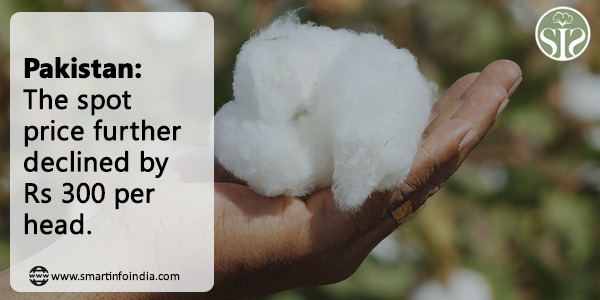 Pakistan: The spot price further declined by Rs 300 per head.