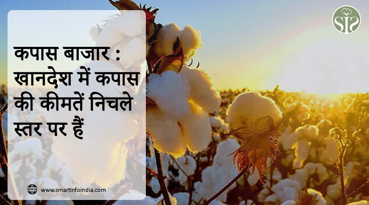 Cotton Market: Cotton prices are at low levels in Khandesh