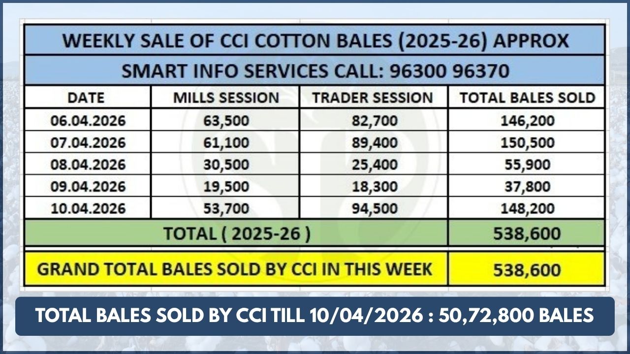 CCI એ કપાસના ભાવમાં ₹300-₹700 પ્રતિ કેન્ડીનો વધારો કર્યો; વેચાણ 5.38 લાખ ગાંસડીને પાર થયું