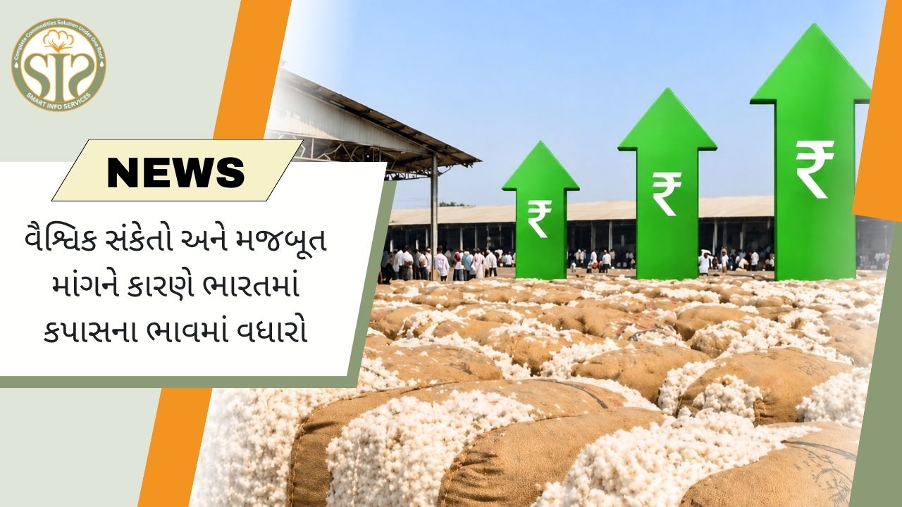 મજબૂત માંગથી કપાસના ભાવમાં તેજી