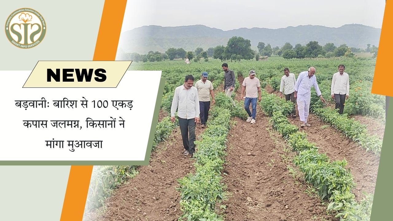 बारिश से बड़वानी में कपास जलमग्न