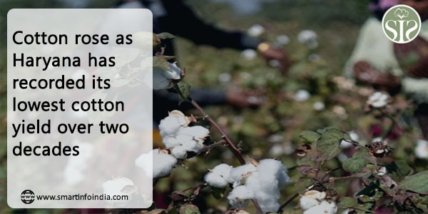 Cotton gains momentum as Haryana records lowest cotton yield in two decades