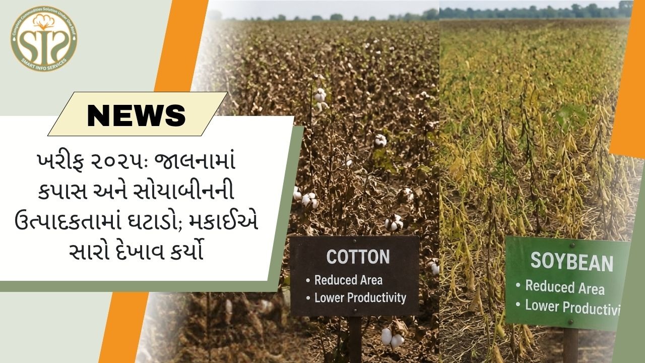 જાલનામાં કપાસ અને સોયાબીન ઉત્પાદનક્ષમતા ઘટી, મકાઈનું પ્રદર્શન મજબૂત
