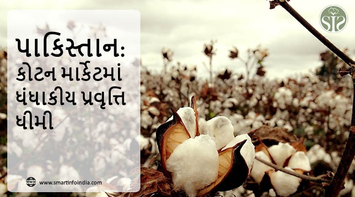 પાકિસ્તાન: કોટન માર્કેટમાં ધંધાકીય પ્રવૃત્તિ ધીમી