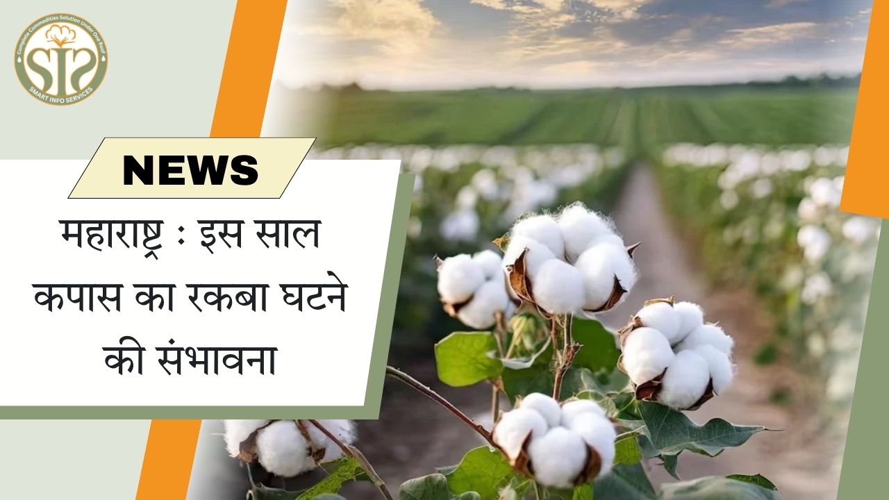 महाराष्ट्र : इस साल कपास का रकबा घटने की संभावना