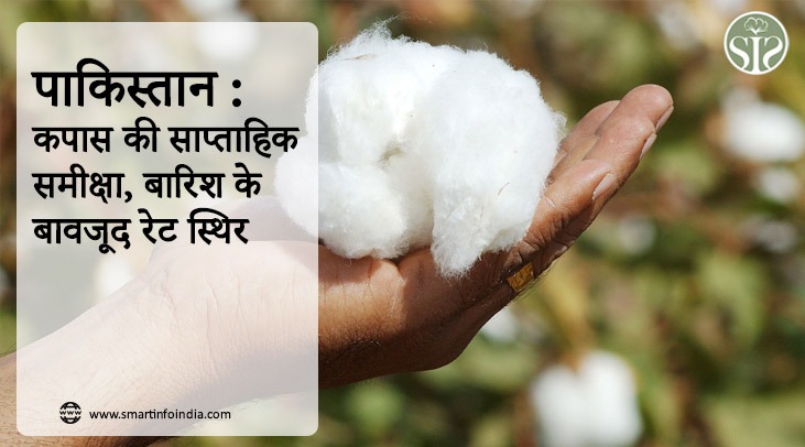 पाकिस्तान : कपास की साप्ताहिक समीक्षा, बारिश के बावजूद रेट स्थिर