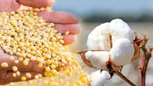 In Marathwada, soyabean gains over cotton