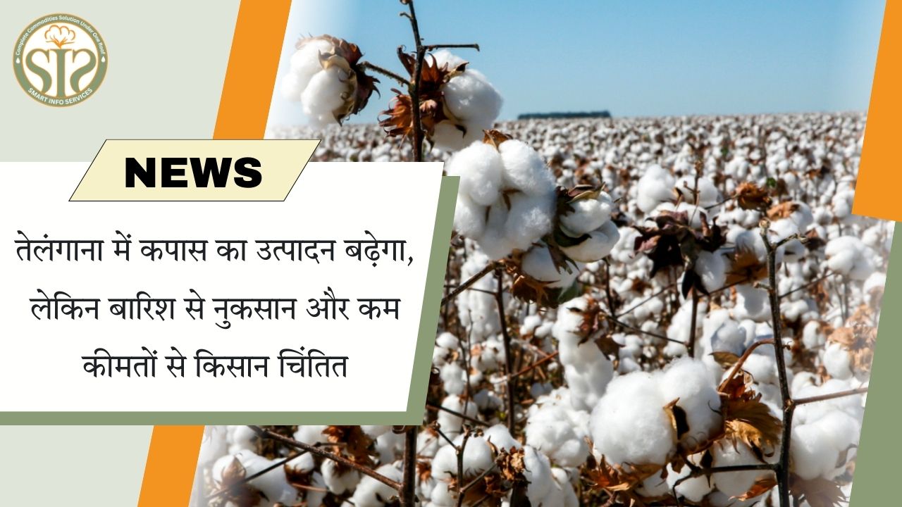 तेलंगाना में कपास उत्पादन बढ़ा, पर बारिश और कीमतें बनी चिंता