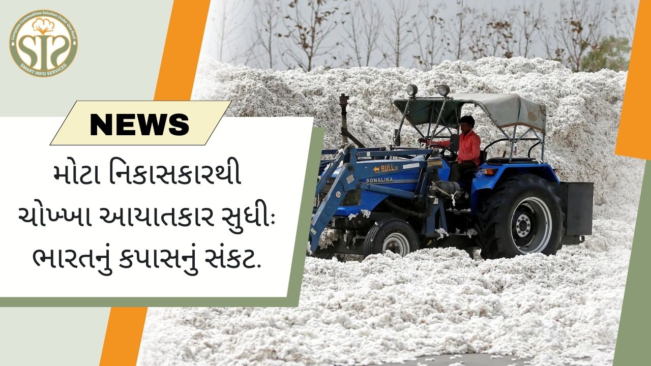 ભારતમાં કપાસનું સંકટ: મોટા નિકાસકારથી ચોખ્ખા આયાતકાર સુધી