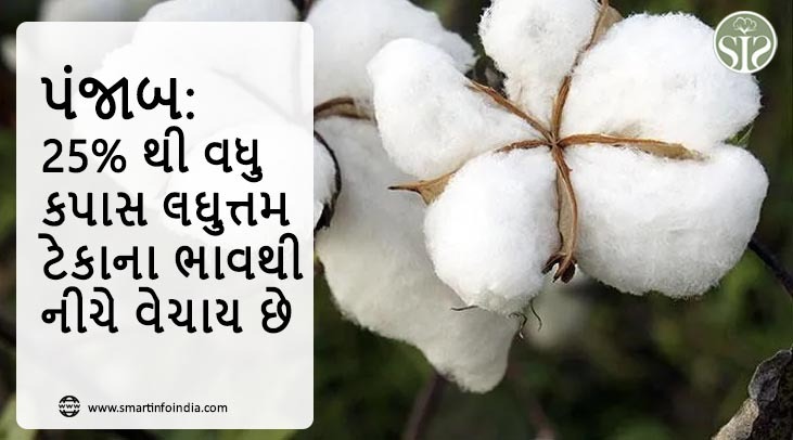 પંજાબ: 25% થી વધુ કપાસ લઘુત્તમ ટેકાના ભાવથી નીચે વેચાય છે