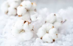 Rising cotton prices increased the problems, by October, only 5 to 7 percent of ginning and pressing factories in the country will be able to operate