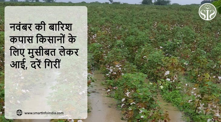 नवंबर की बारिश कपास किसानों के लिए मुसीबत लेकर आई, दरें गिरीं
