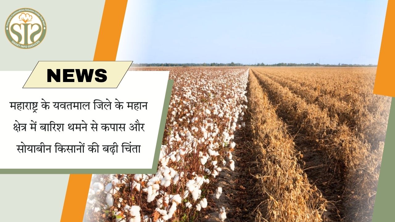 यवतमाल में बारिश की कमी से कपास और सोयाबीन किसानों की बढ़ी चिंता