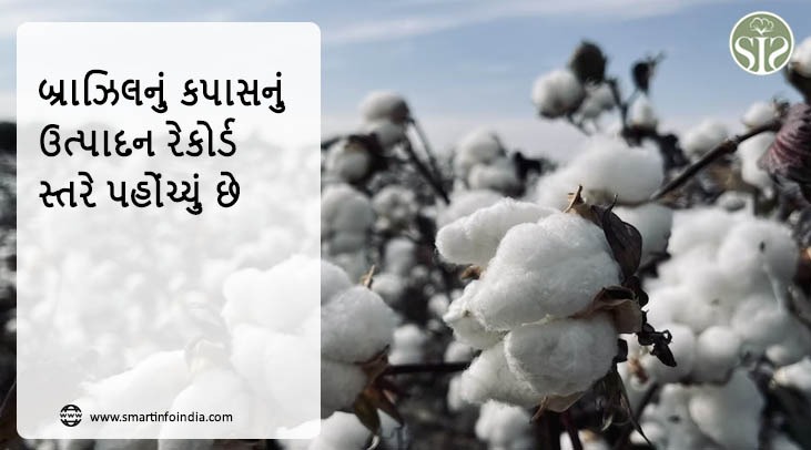 બ્રાઝિલનું કપાસનું ઉત્પાદન રેકોર્ડ સ્તરે પહોંચ્યું છે
