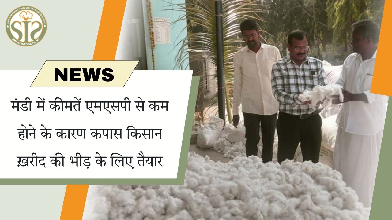 "एमएसपी से कम दाम, कपास किसान मंडी में भीड़ को तैयार"