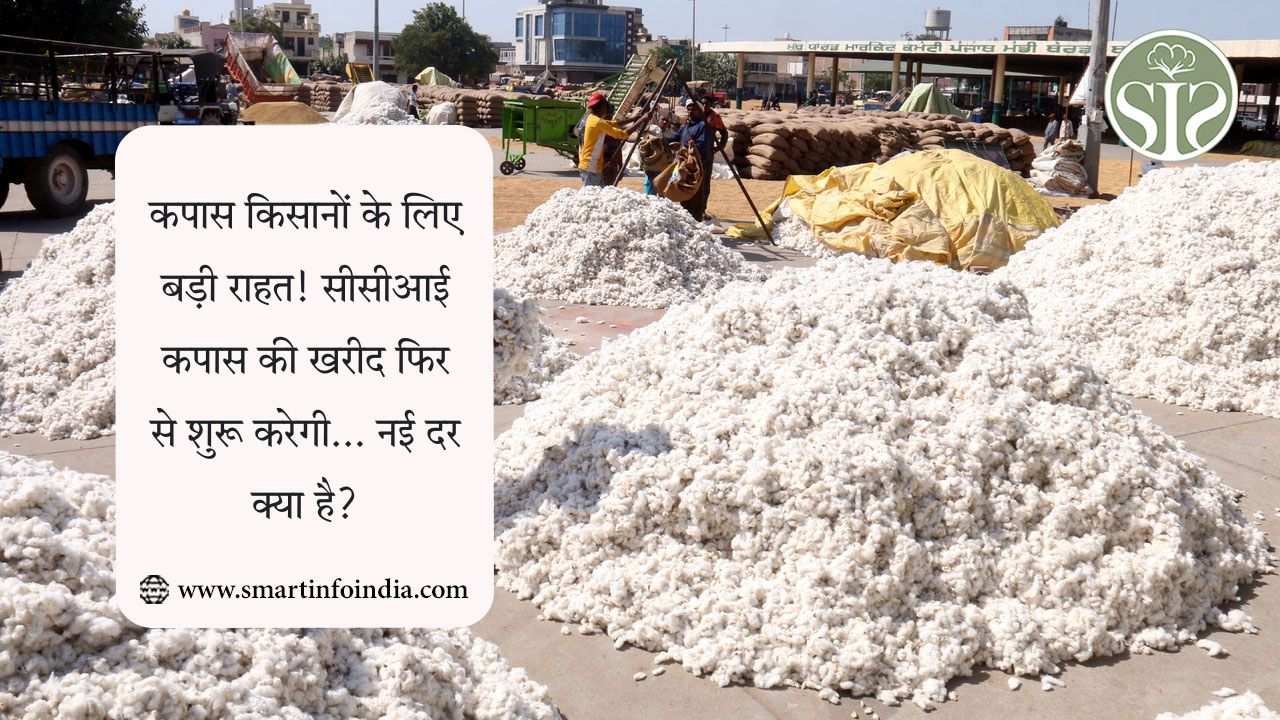 कपास किसानों के लिए बड़ी राहत! सीसीआई कपास की खरीद फिर से शुरू करेगी... नई दर क्या है?