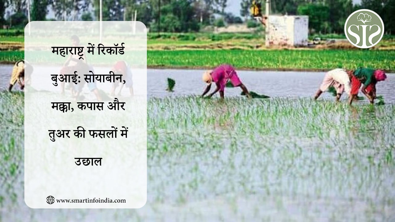 महाराष्ट्र में रिकॉर्ड बुआई: सोयाबीन, मक्का, कपास और तुअर की फसलों में उछाल