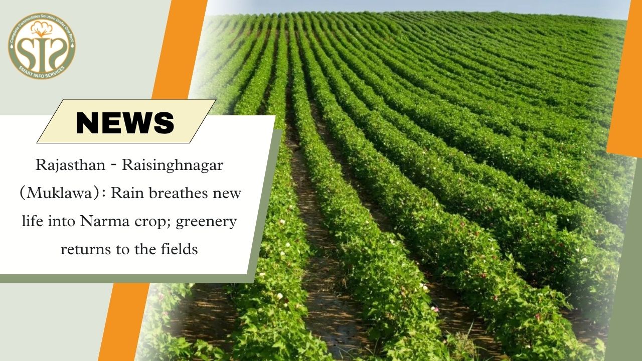 Rain Revives Narma Crop in Raisinghnagar