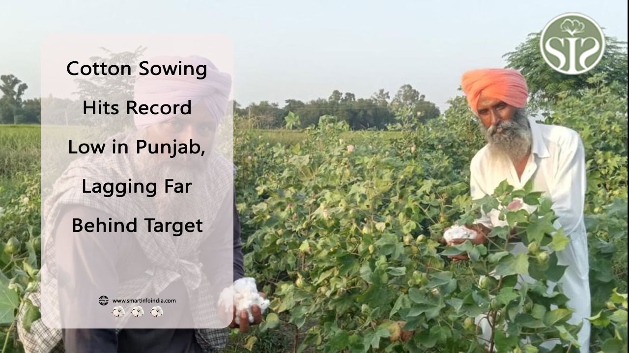 Cotton Sowing Hits Record Low in Punjab, Lagging Far Behind Target