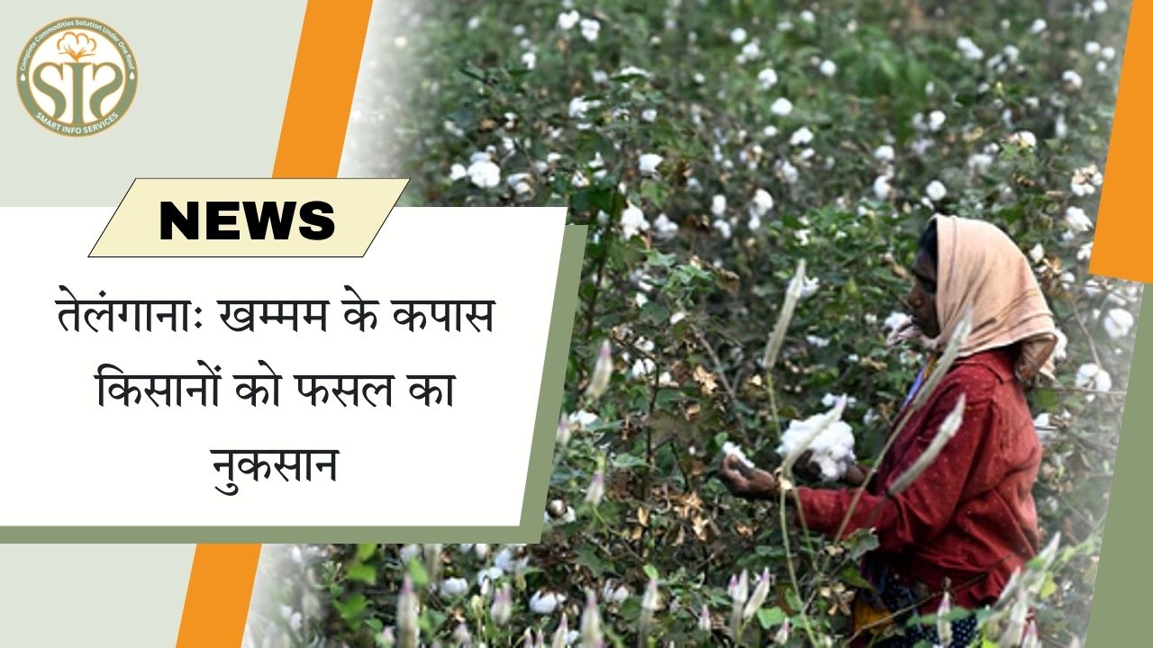 खम्मम में कपास फसल को नुकसान