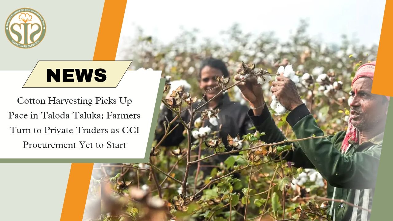 Taloda Cotton Harvesting Gains Pace