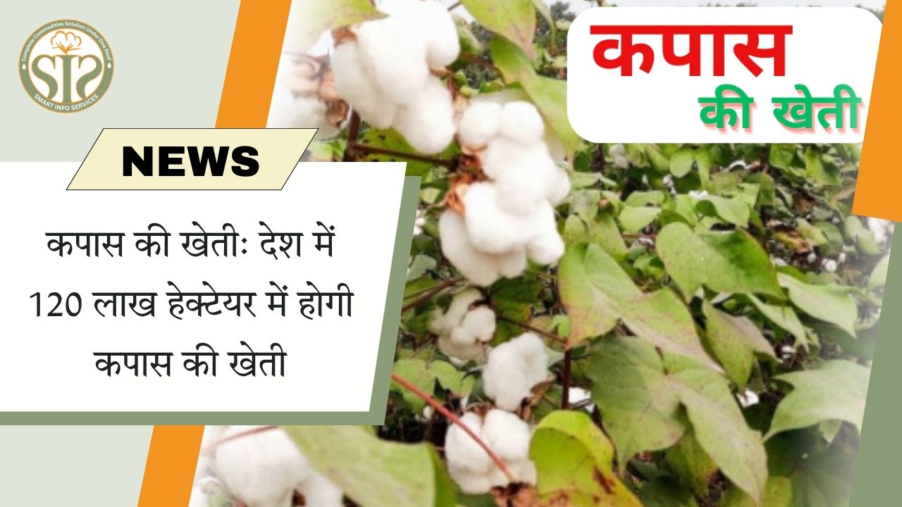 कपास की खेती: देश में 120 लाख हेक्टेयर में होगी कपास की खेती