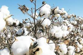 Cotton promises to trade above MSP as season starts