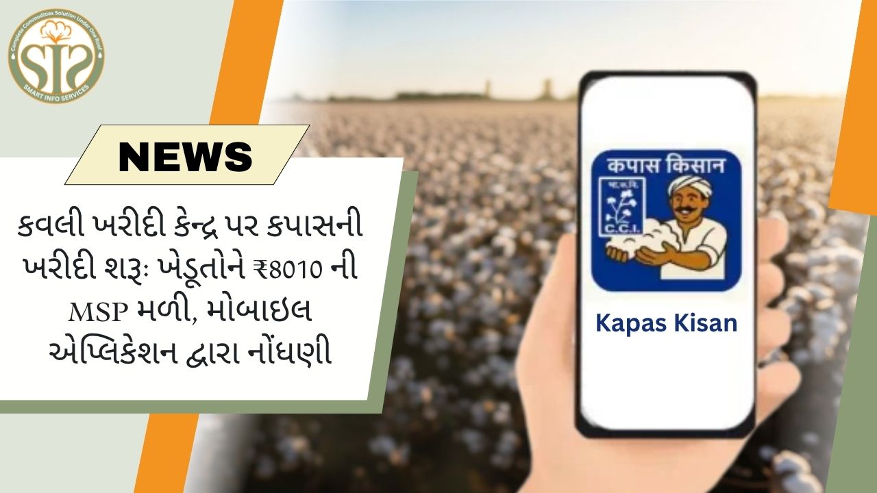 કવલીમાં કપાસ ખરીદી શરૂ, ખેડૂતોને ₹8010 ની MSP મળી