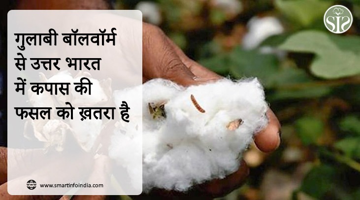 गुलाबी बॉलवॉर्म से उत्तर भारत में कपास की फसल को ख़तरा है