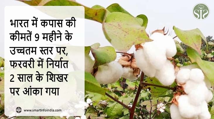 भारत में कपास की कीमतें 9 महीने के उच्चतम स्तर पर, फरवरी में निर्यात 2 साल के शिखर पर आंका गया