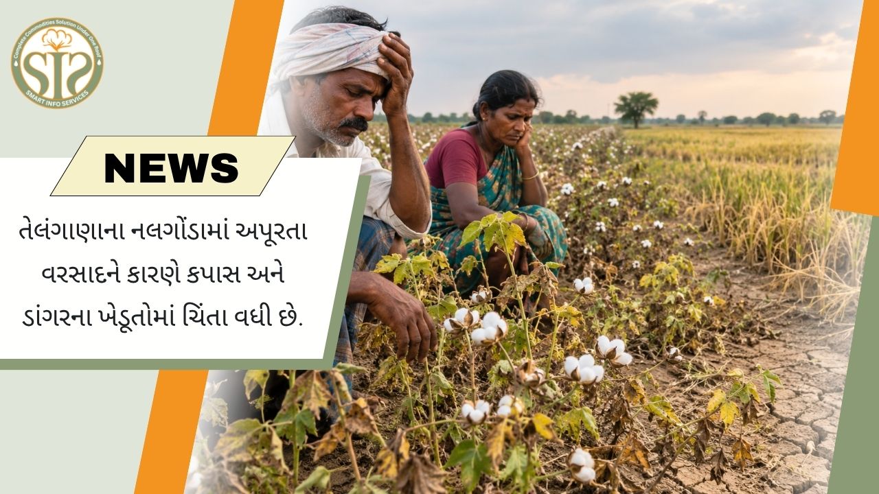 ઓછા વરસાદથી તેલંગાણાના નલગોંડામાં કપાસ અને ડાંગરના ખેડૂતોની ચિંતા વધી